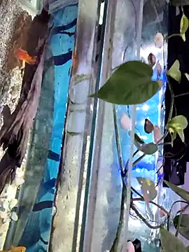 AlphaAura460's cam snapshot