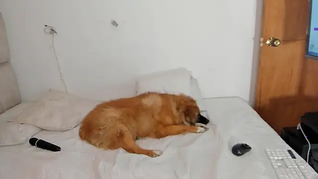 aida_rose_'s cam snapshot