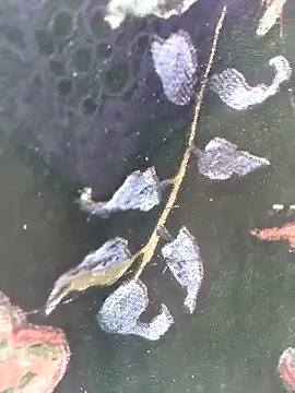 baby_soni78690's cam snapshot