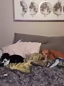 petalsexy's cam snapshot