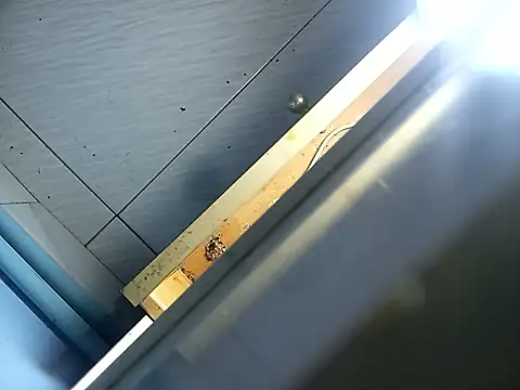 gordinhocachondo live sex cam