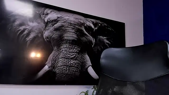 king_falconer's cam snapshot