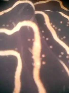 Diksha_For_You's cam snapshot