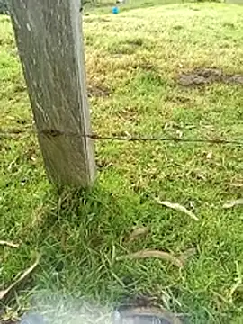 Cuervo_maniaco's cam snapshot