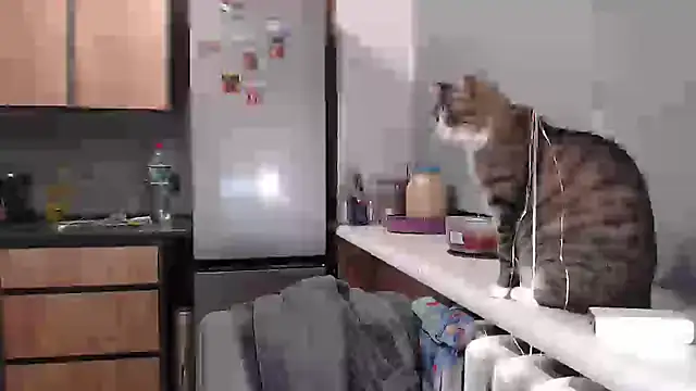 delightful_sofi live sex cam