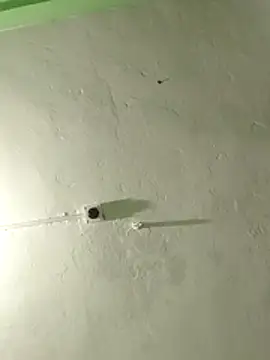 RADHAHO live sex cam