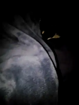 thefox92's cam snapshot