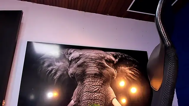 king_falconer's cam snapshot