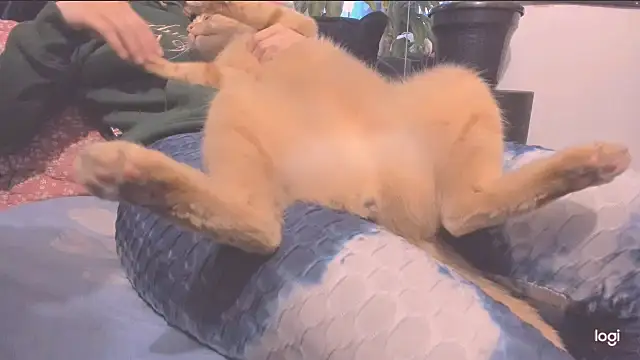 zinnia_'s cam snapshot