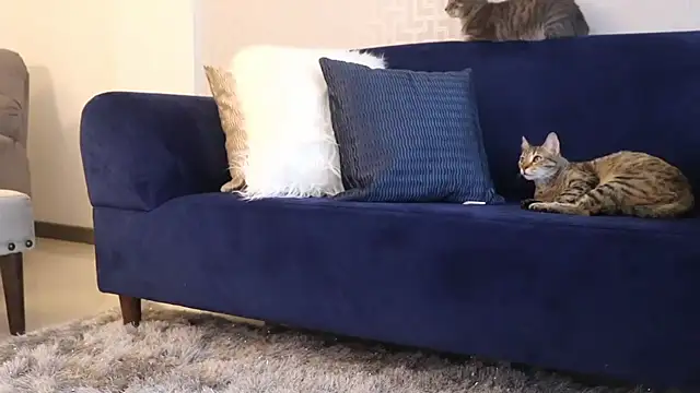 kinkititi's cam snapshot