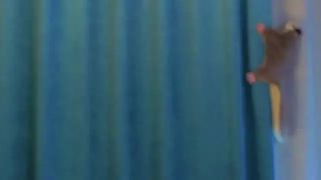 AngelicRice's cam snapshot