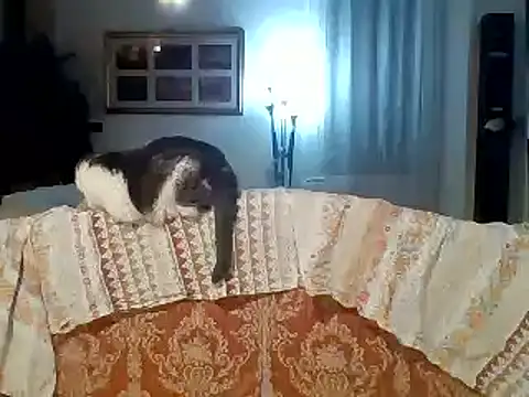 woww791's cam snapshot