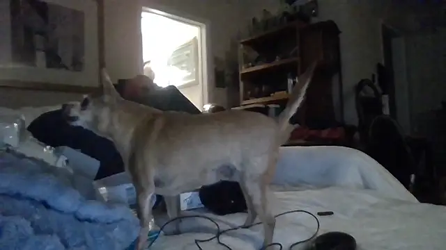 den-rock4u live sex cam