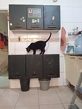 dinho_carioca live sex cam