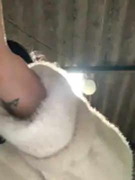 succuba-ba live sex cam