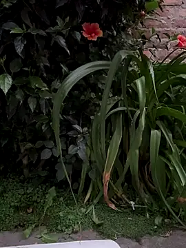 luciana_hunters live sex cam