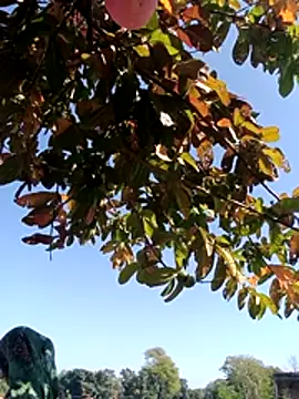 Rubi12A live sex cam