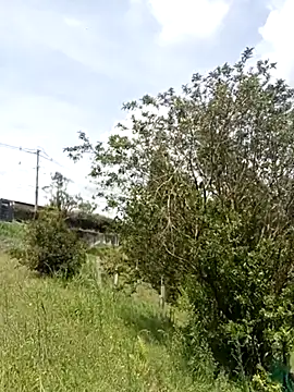 Zaira_Rose_'s cam snapshot