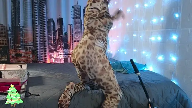 DashaHart live sex cam