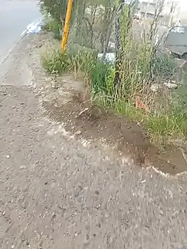 Labellasex live sex cam