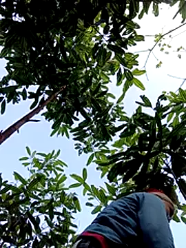 kihi-yo live sex cam