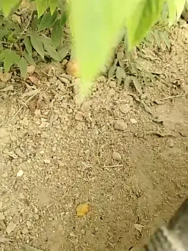 Harry254238's cam snapshot