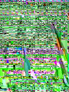 lucioliveira's cam snapshot