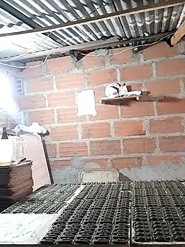 hoteder live sex cam