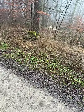 AvaFlowers6's cam snapshot