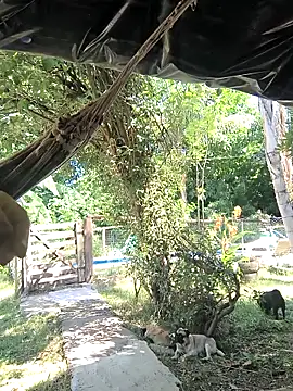 JAPICIENTA17's cam snapshot