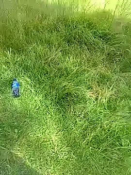 Cuervo_maniaco's cam snapshot