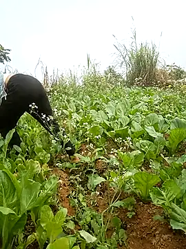 nangmo's cam snapshot