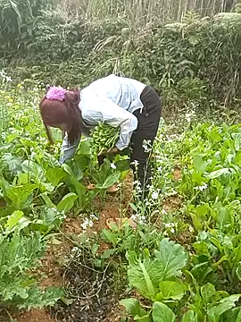 nangmo's cam snapshot