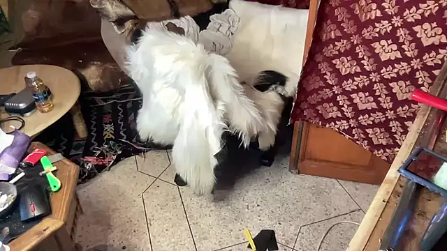 GangstArabianMaster's cam snapshot