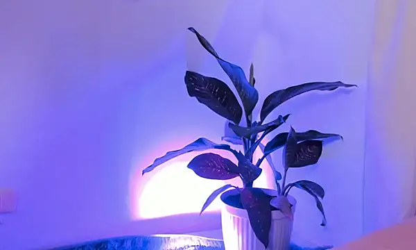 canelleGarces's cam snapshot