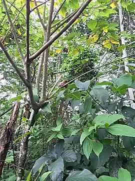 _TOMOE's cam snapshot