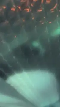 AriellaTaylor live sex cam