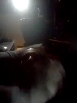 AceticPinscher live sex cam