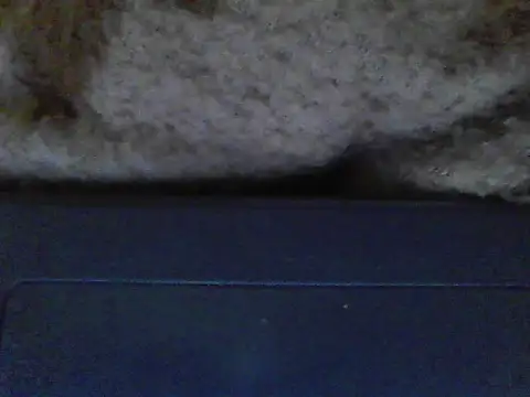 Stubborndesiboy live sex cam