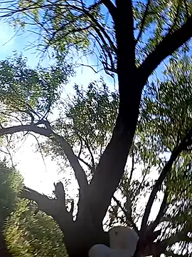 Labellasex live sex cam