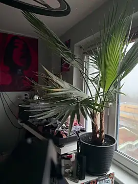 pillepallex84x live sex cam