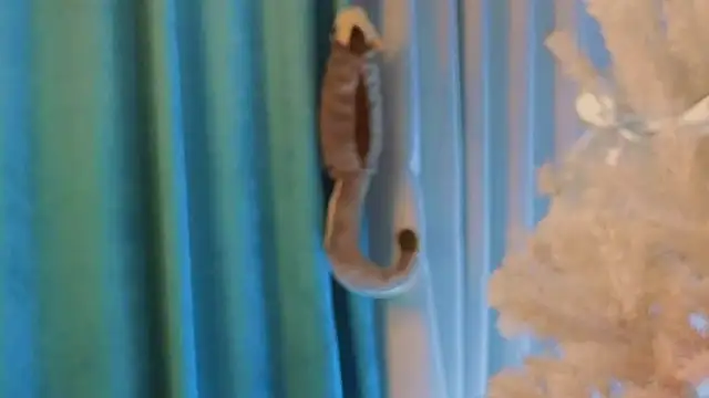 AngelicRice's cam snapshot