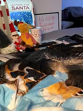 secret_dream415 live sex cam