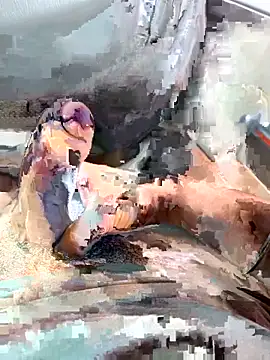 Dakku_69 live sex cam