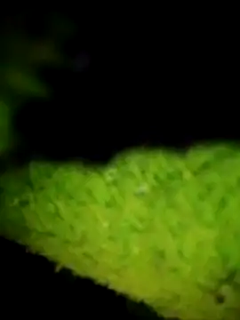 Rajni_hote's cam snapshot