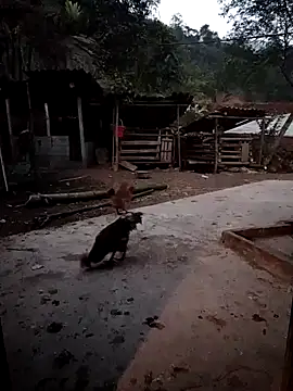 embe889's cam snapshot