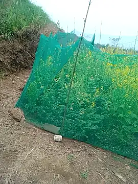 Myzak-'s cam snapshot