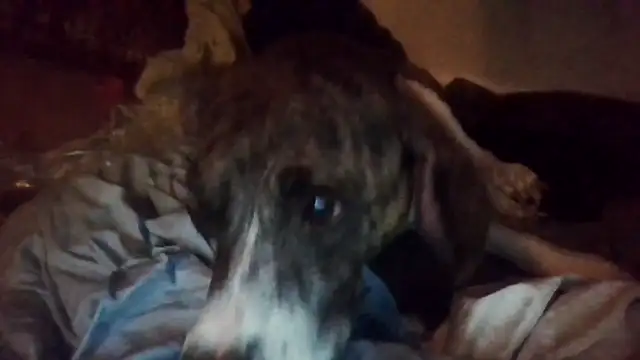 PornStro921 live sex cam