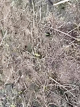 ThethunderPo live sex cam