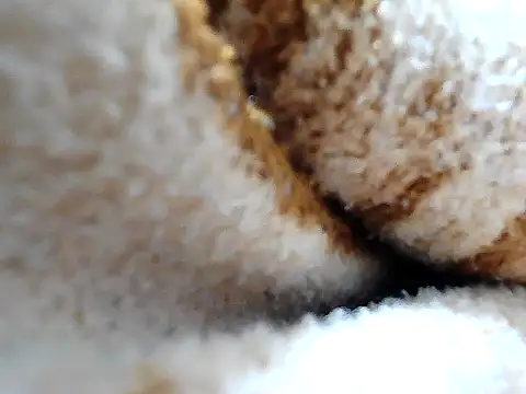 GordoChancludoSLP live sex cam